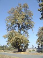 Památný strom Vavrečkova lípa
