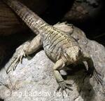 ZOO Praha