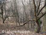 Přírodní památka Pod Hřibovňou