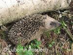 Survival v biologické rezervaci pod Kykulou